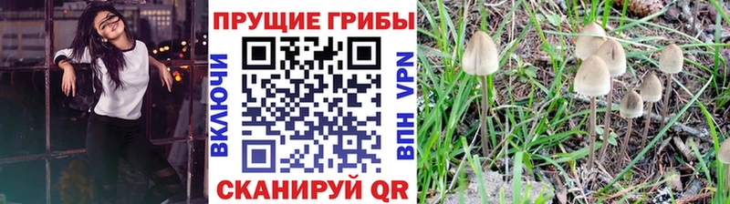 где продают наркотики  Томилино  Псилоцибиновые грибы GOLDEN TEACHER 